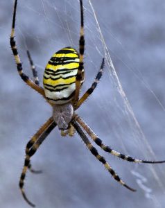 Argiope Spider