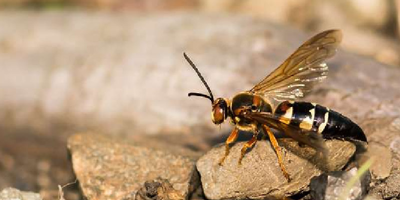 Cicada Killer