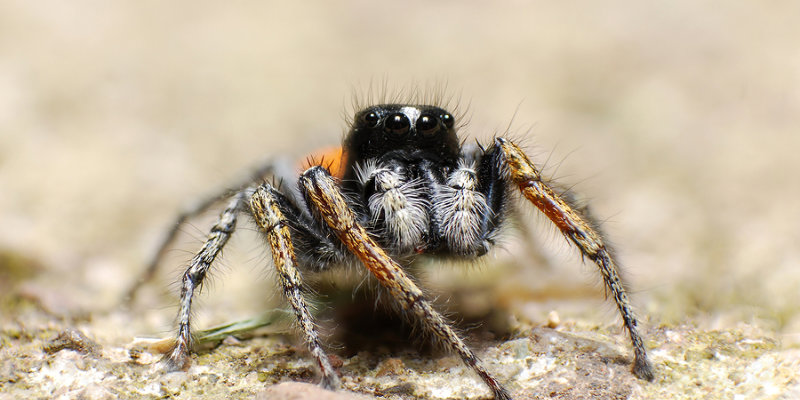 Jumping Spider Control: Effective Methods to Eliminate and Prevent – Aptive  Environmental