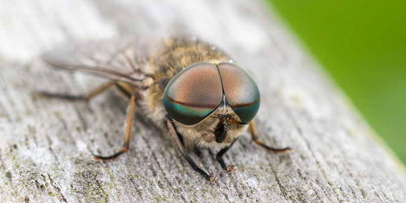 American Horse Fly  Longhorn Termite & Pest Control