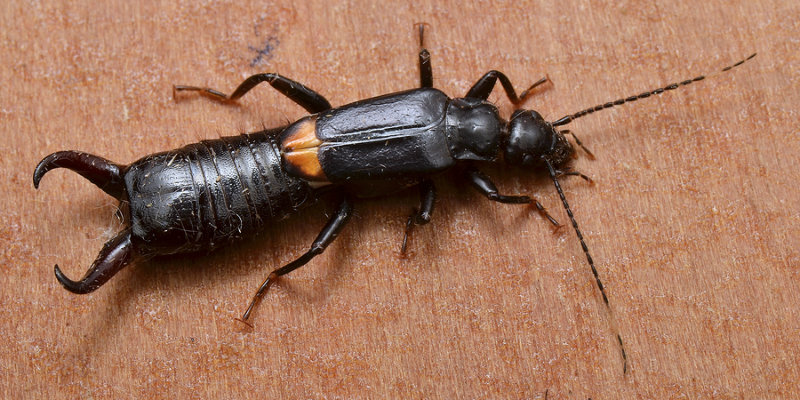 Earwig