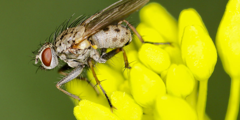 What are flesh flies?