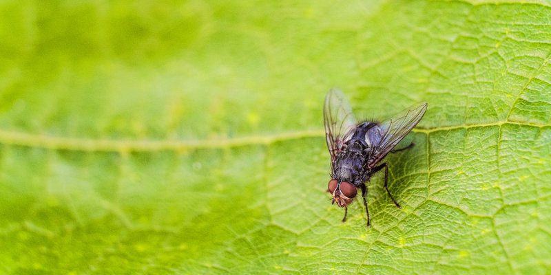 Cluster Fly
