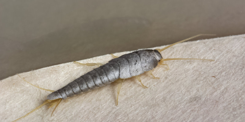 Silverfish