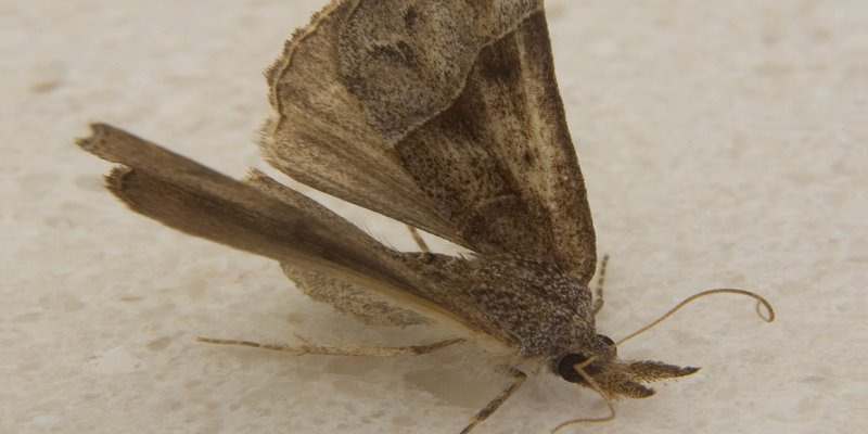 Are clothes moths dangerous?