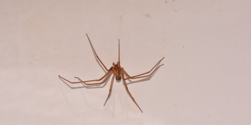 Brown Recluse Spider