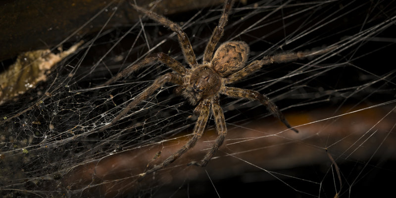 wolf spider web