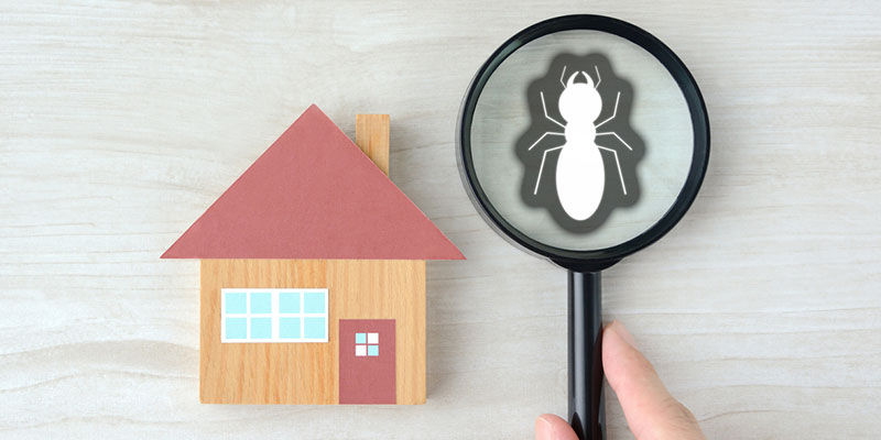 What Happens During a Termite Inspection? 