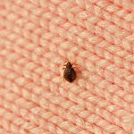 Bed Bug Control in Weatherford, Texas