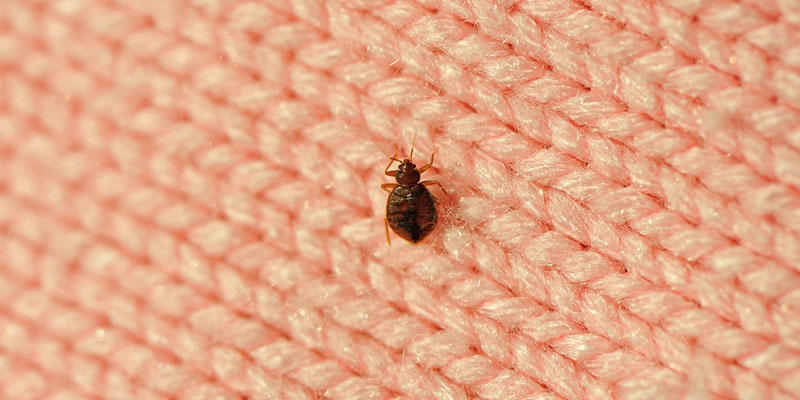 Signs to Call Us Right Away for Bed Bug Removal 