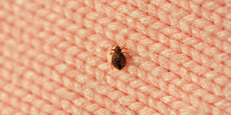 Bed Bug Control in Weatherford, Texas