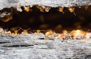Termite Removal: Why are Termites Such a Problem?