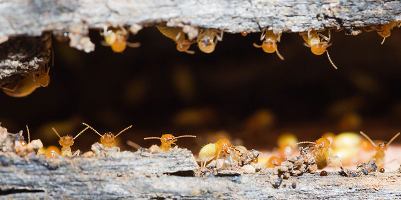 Termite Removal: Why are Termites Such a Problem?