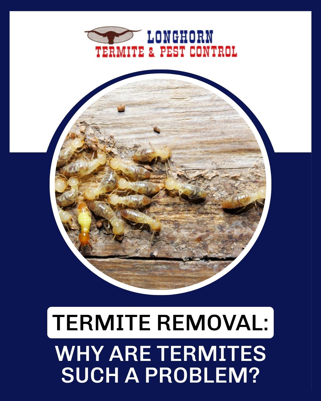 Termite Removal: Why are Termites Such a Problem?