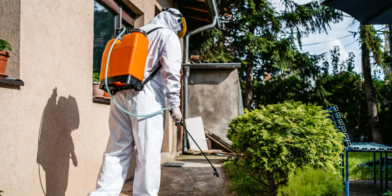 Pest Removal in Azle, Texas