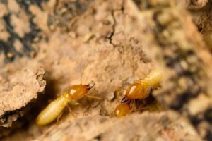 Termite Control in Azle, Texas