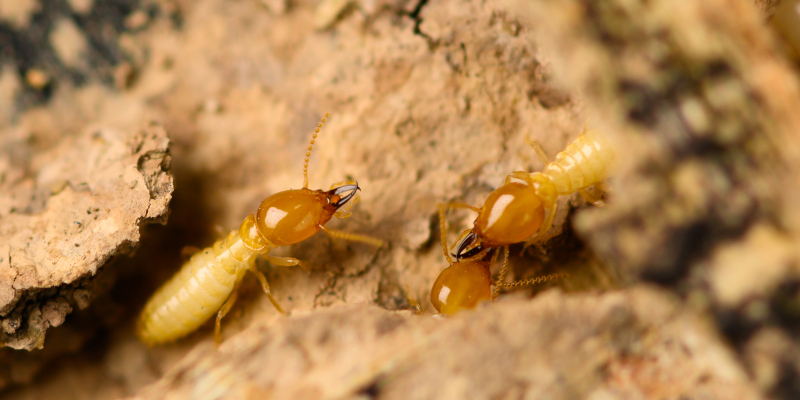 Termite Control in Azle, Texas