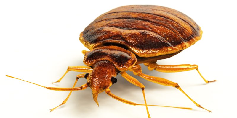 What’s Your Pest-Peeve?