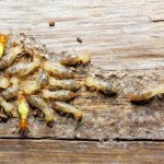 Termite Treatment