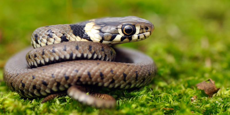 Snakes in Azle, Texas