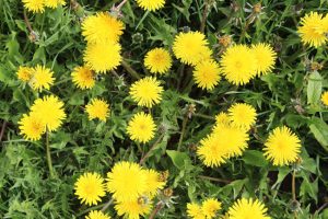 Dandelions Got You Down? Don’t Despair - Professional Weed Control Could be the Cure