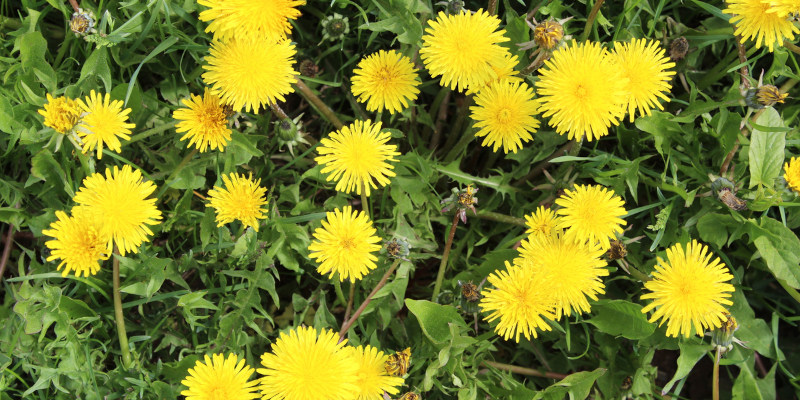 Dandelions Got You Down? Don’t Despair - Professional Weed Control Could be the Cure