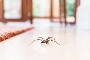Spider Control: How to Keep That Itsy Bitsy Spider Outside on the Water Spout Where He Belongs