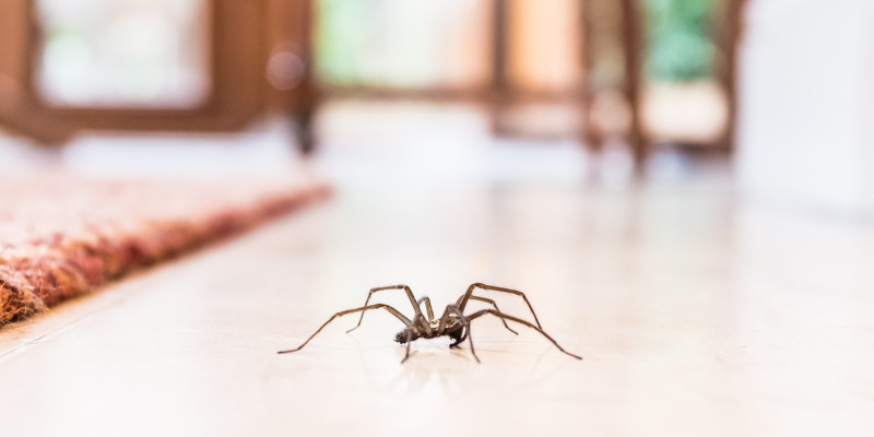 Spider Control: How to Keep That Itsy Bitsy Spider Outside on the Water Spout Where He Belongs