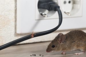 Rascally Rodents Running Around Your Residence? When it’s Time to Call the Professionals for Rodent Removal