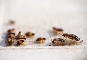 Cockroach Control: Top 3 Cockroach Culprits in Your Home and How to Identify Them