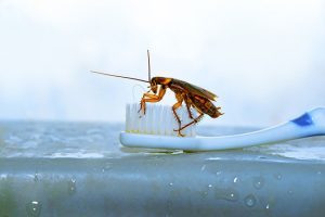 Why Cockroaches Turn Up in Bathrooms and What You Can Do About Them