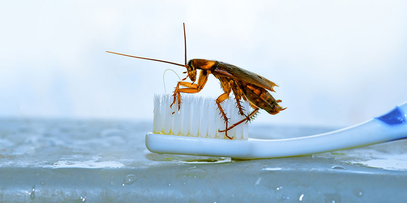 Why Cockroaches Turn Up in Bathrooms and What You Can Do About Them