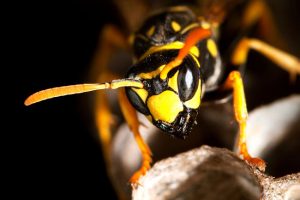 The Biggest Mistakes People Make During an Attempted Yellowjacket Removal