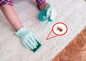 Protect Your Pets with Our Flea Removal Services