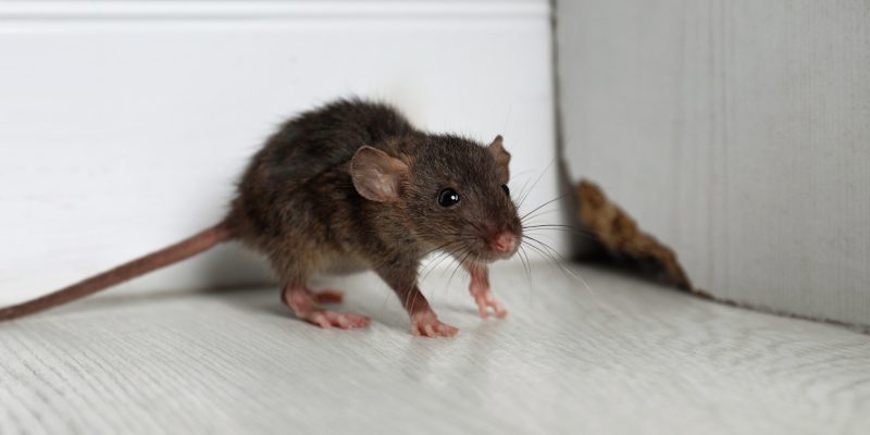 Strategies for Effective Rodent Control