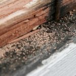 Termite Removal