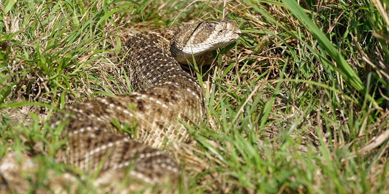 The Importance of Snake Control Around Your Property