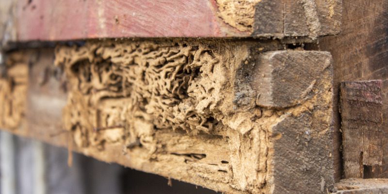 Termite Inspection in Weatherford, Texas
