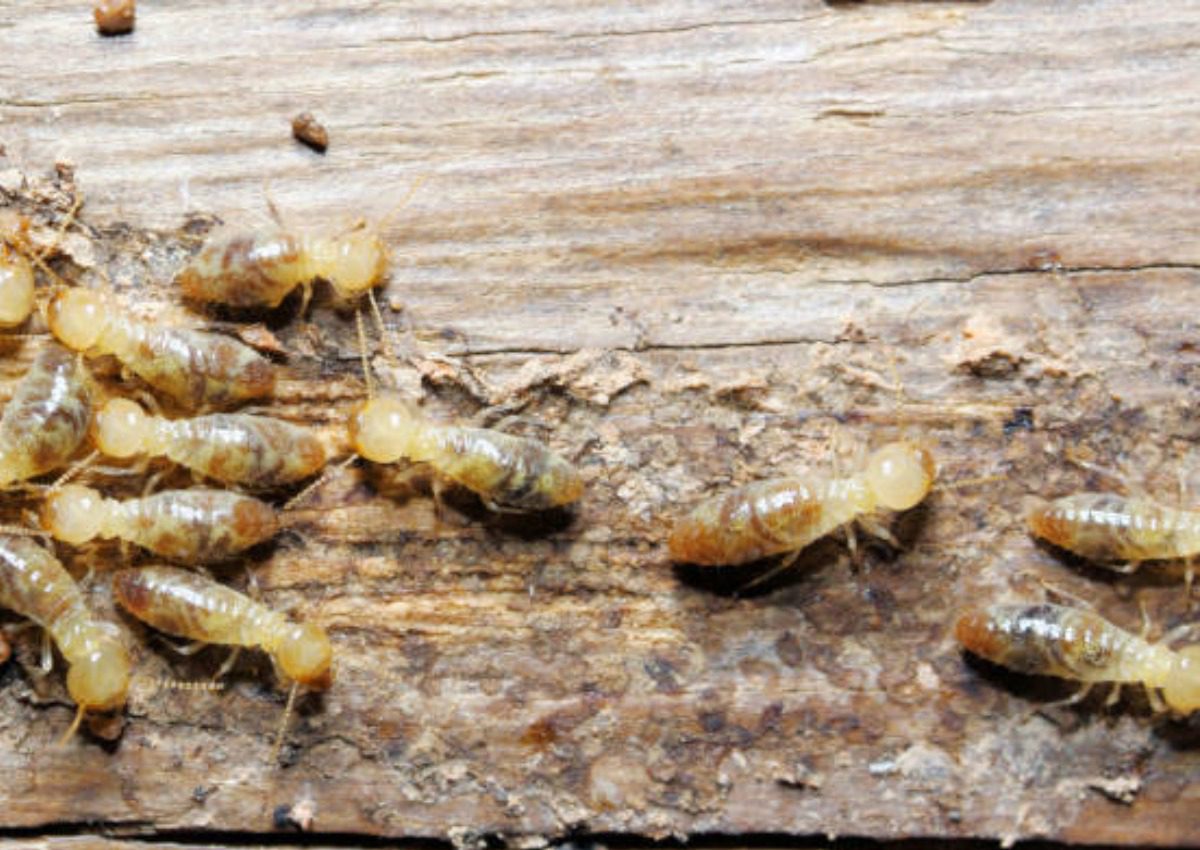 Do You Need Help with Pest Control?