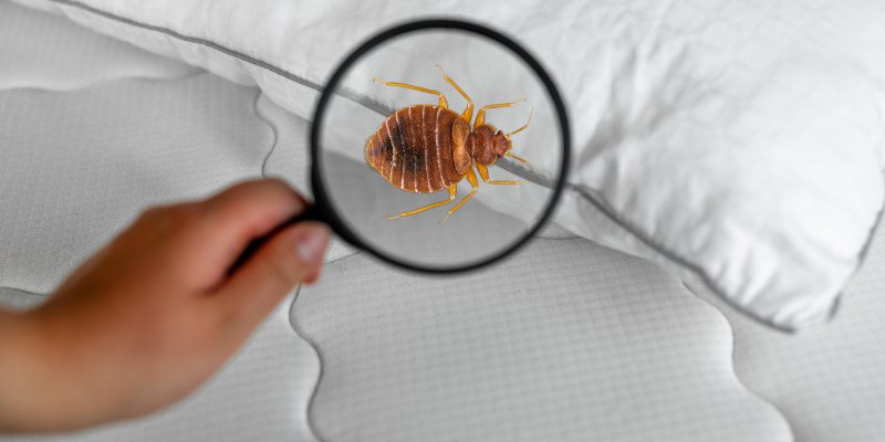 4 Tips to Prevent Bed Bugs in Your Home