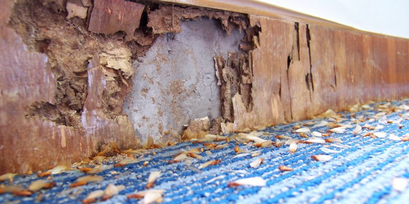 3 Signs You Need a Termite Inspection