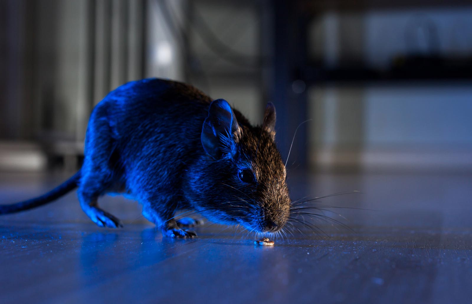 Mosquito Control in Weatherford, Texas