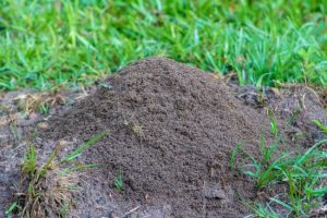 The Fire Ant: An Underestimated Backyard Pest