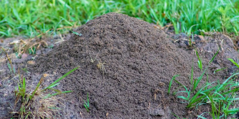 The Fire Ant: An Underestimated Backyard Pest