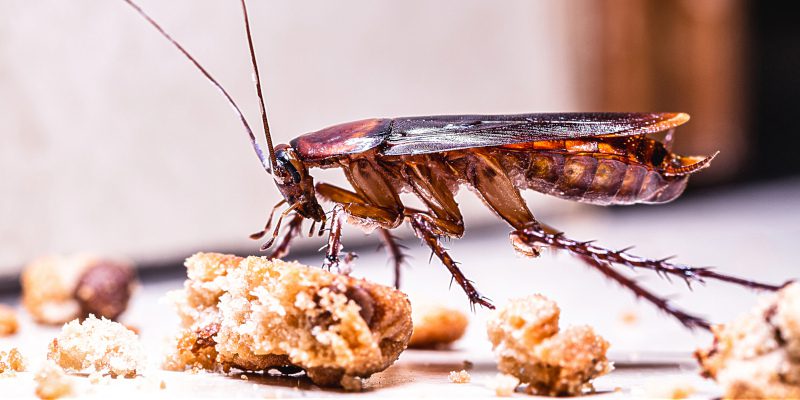 What Attracts Cockroaches to Your Home?