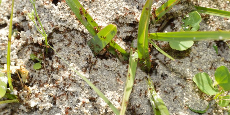 Stinging/Biting Pests in Weatherford, Texas