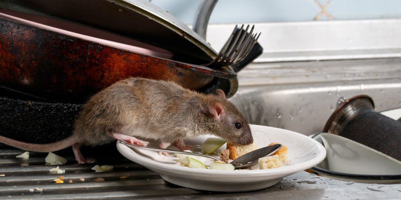 5 Key Reasons to Invest in Professional Rat Control Solutions