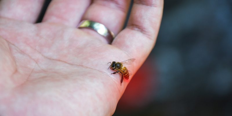 Stinging Insect Control in Azle, Texas