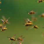 Stinging Insect Removal