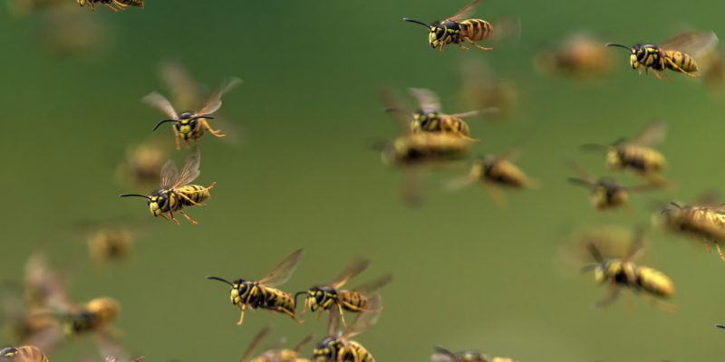 Stinging Insect Removal in Weatherford, Texas